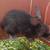 RABBIT HERD REDUCTION 11 thumbnail