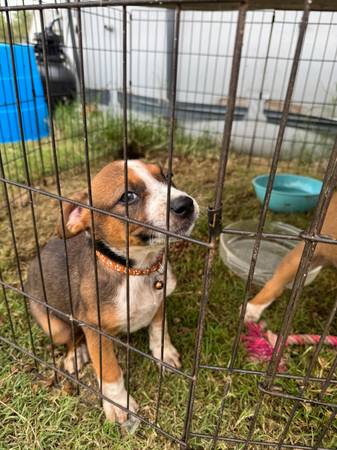 Heeler/boxer free (Guthrie)63670591022339121