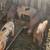 Weaner Piglets 2 thumbnail