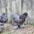 Adorable Bantam Pullets 8 thumbnail