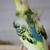 hogromo parakeets 4 thumbnail