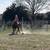 Super nice cool gelding 10 thumbnail