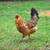 Almost Pullets 5 thumbnail