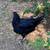 Olive Egger Rooster 2 thumbnail