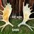 Moose shed antler deer skull bull rack european mount taxidermy 19 thumbnail