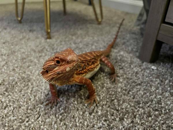 Rehoming my bearded dragon (Aurora)63844234500481124
