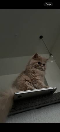 Persian Kitten (Fallbrook)64297267565059123