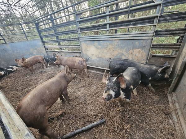 Piglets for sale 1