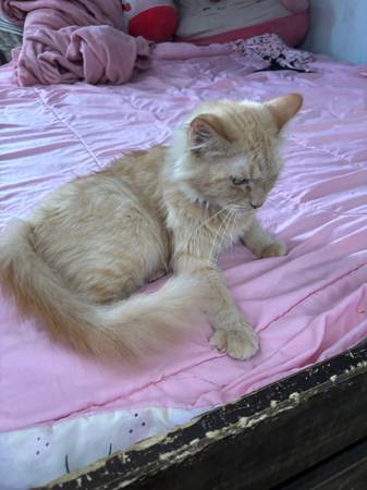 orange cat in need of a home63829967169283121