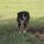 Toy Aussie Male 1 thumbnail