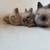 Angora Rabbits 8 thumbnail