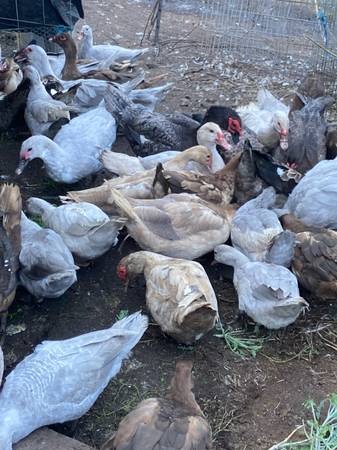 Muscovy Ducks 1