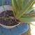 big 2ft ALOE Plant 2 thumbnail