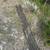 20’ rebar 4 thumbnail