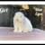 Holland Lop Bunnies 4 thumbnail