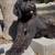 Rehoming Bernedoodles 16 thumbnail