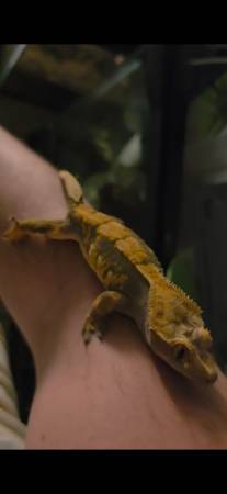 Female crested gecko. Healthy and loves to climb humans :)
