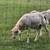 Katahdin ram 2 thumbnail