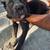 Cane Corso 6 thumbnail