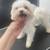 Yorkie and maltese 3 thumbnail