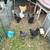 5 Beautiful Silkie Bantam Roosters 3 thumbnail