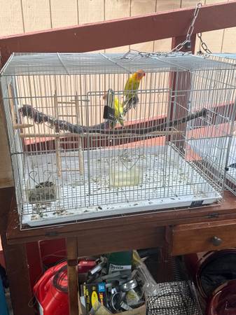 Pájaro y jaula (centro de San José)63696398284419120