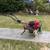 Honda FC 600, mid time Roto-tiller with commercial Honda engine 1 thumbnail
