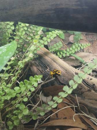 Dart frogs (Centennial)63907416753539120