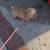 Toy Teddy Bear Poodle 2 thumbnail
