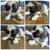 🐾 Adorable Shih Tzu Puppies for Sale! 🐾 3 thumbnail