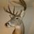 10 point white tail deer mount 4 thumbnail