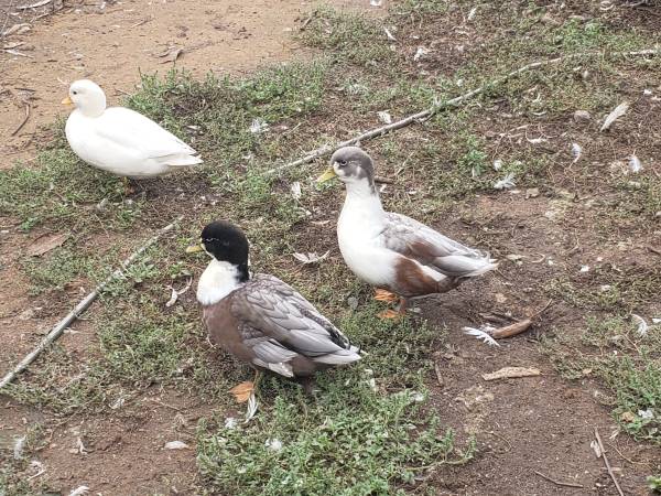 Patos machos llamadores (Spencer)63681506004097121