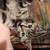 Kittens 9 weeks old 3 thumbnail