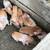 Piglets 2 thumbnail