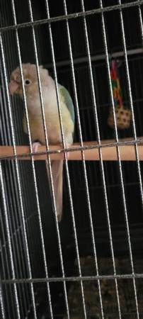 Dos Conures de mejillas verdes (Duluth)63881507342467121