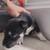 Alaskan Pit bull Puppies 8 thumbnail