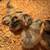 Baby Chicks 1 thumbnail