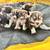 Australian sheperds 1 thumbnail