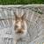 Holland lops Bunny Rabbit 4 thumbnail