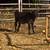 Calf 1 thumbnail