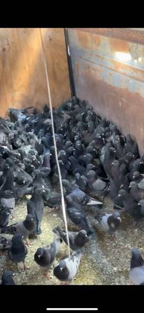 Barn pigeons 1