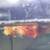 Red Male Guppies 3 thumbnail