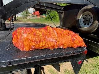 Deer Cob Corn 1