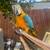 Macaw 5 thumbnail