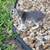 Kittens 5 thumbnail