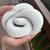Blue-Eyed Leucistic Ball Python + Small Rats 5 thumbnail