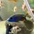 Fish with rehoming fee 9 thumbnail
