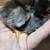 Serama bantam chickens 4 months 18 thumbnail