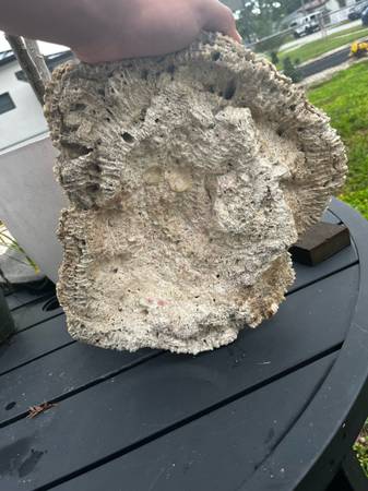 Large coral (Hollywood)63685533019395122