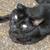 lost cat 3 thumbnail